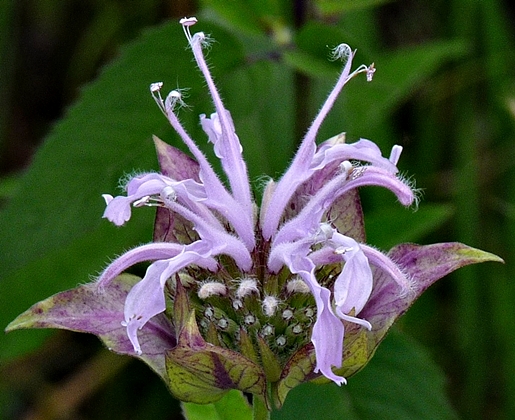 {Monarda fistulosa var. mollis}